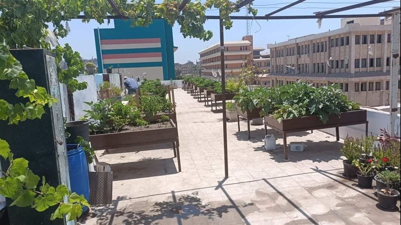 شبان بنها تدشن أول مبادرة لزراعة الأسطح وتحويلها لمتنفسات خضراء|صور